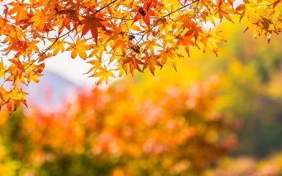 4 Things To Check On Your House Before Autumn Arrives